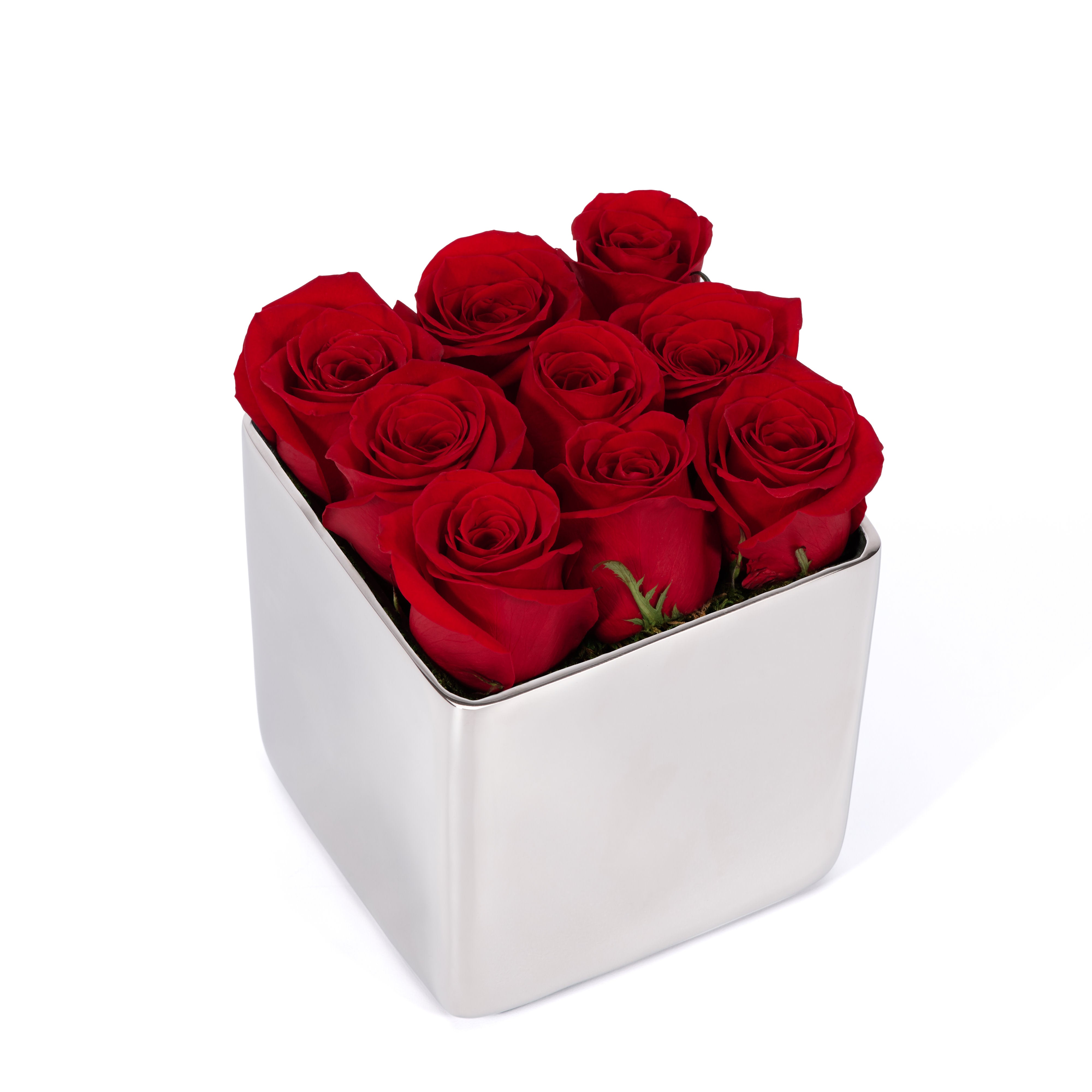 White cube container filled with red roses on a white background