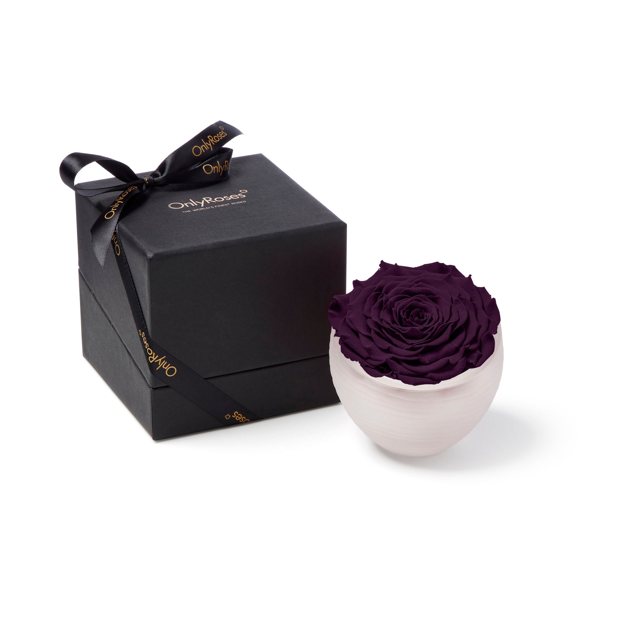 Purple rose in a white bowl with a black box featuring 'Only Moses' branding on a white background