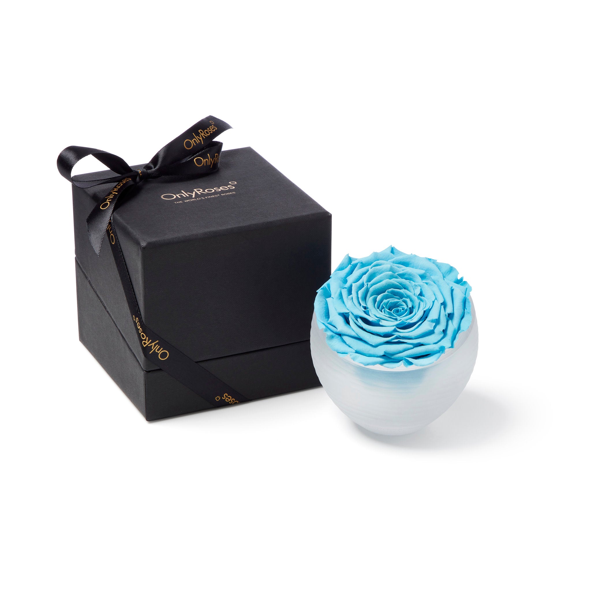 Blue rose in a white vase next to a black box with a bow, on a white background
