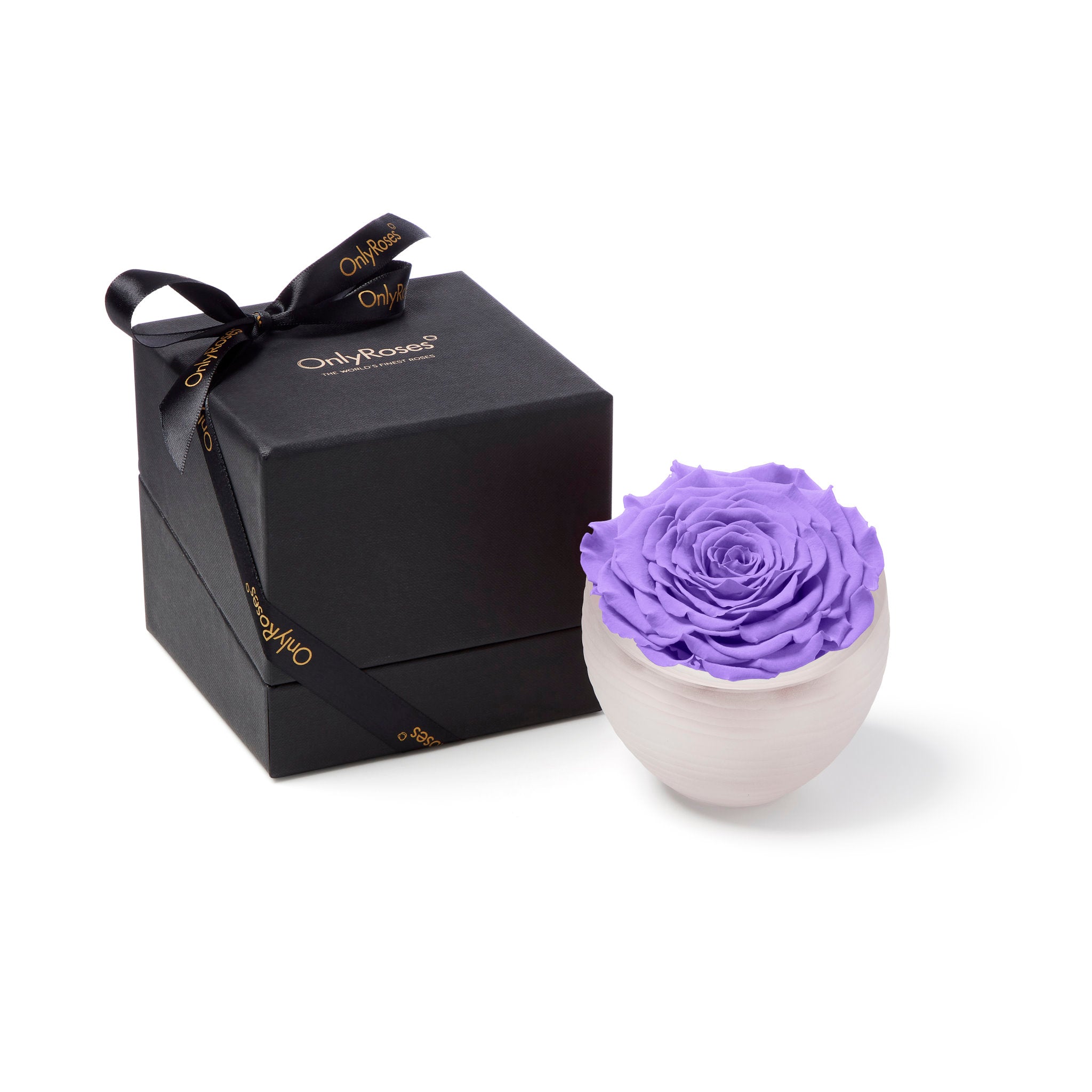Purple rose in a white bowl with a black box featuring 'Only Moses' branding on a white background