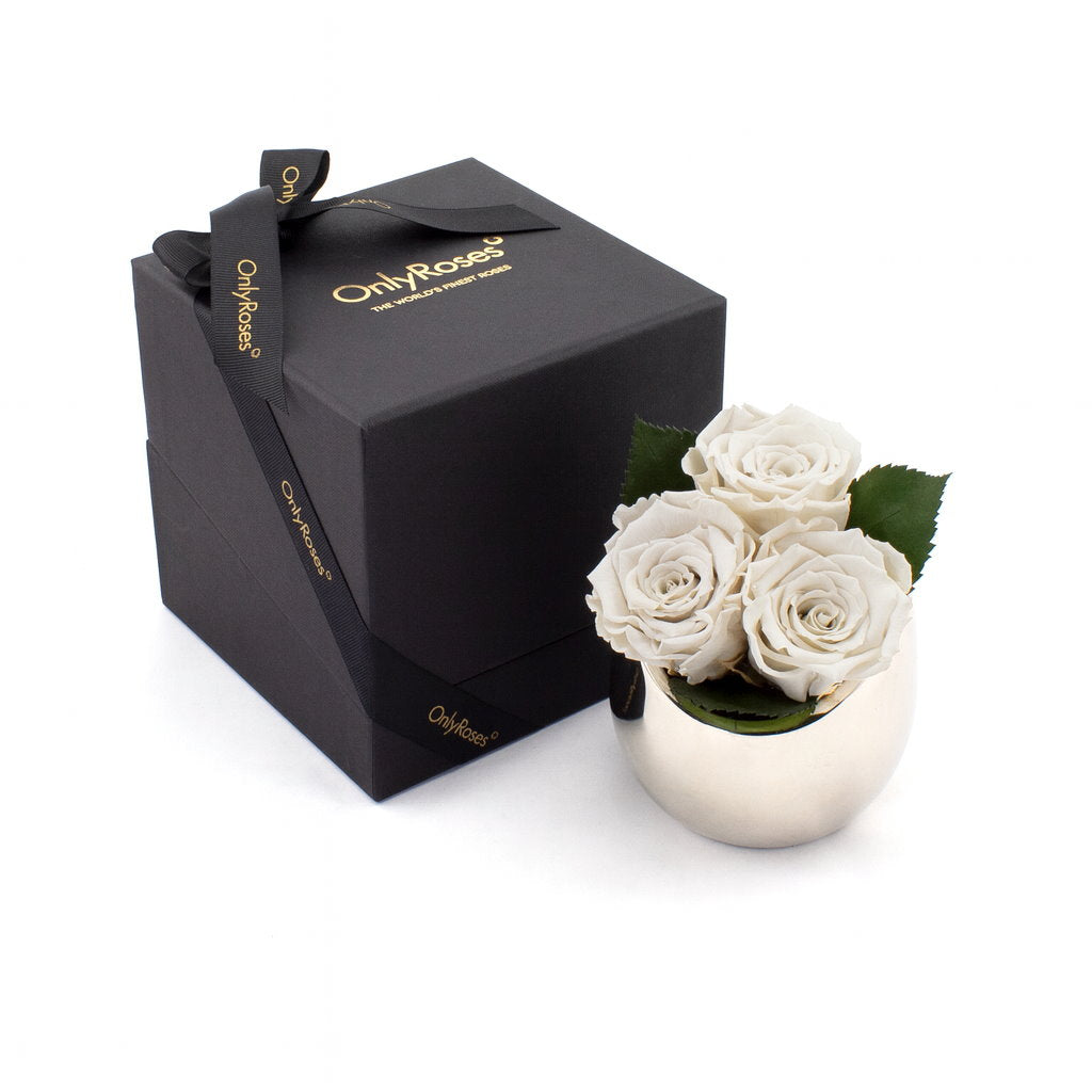 White roses in a small pot next to an 'Only Roses' branded black box on a white background