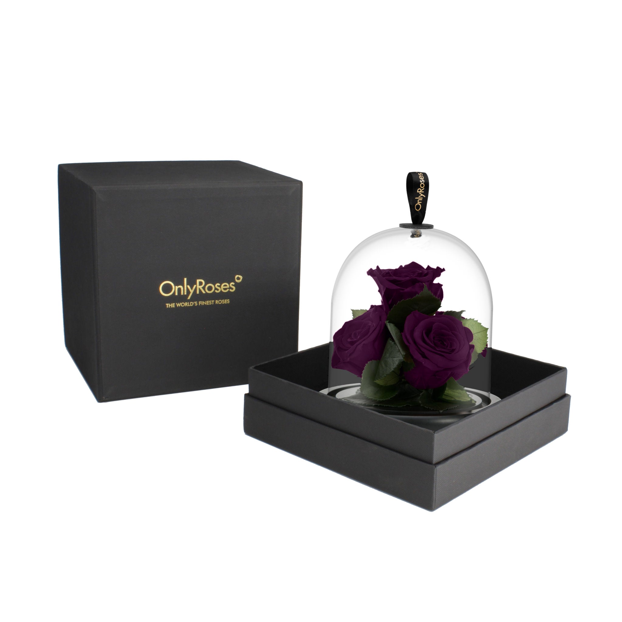 Purple roses under a glass dome in a black box with 'OnlyRoses' branding.