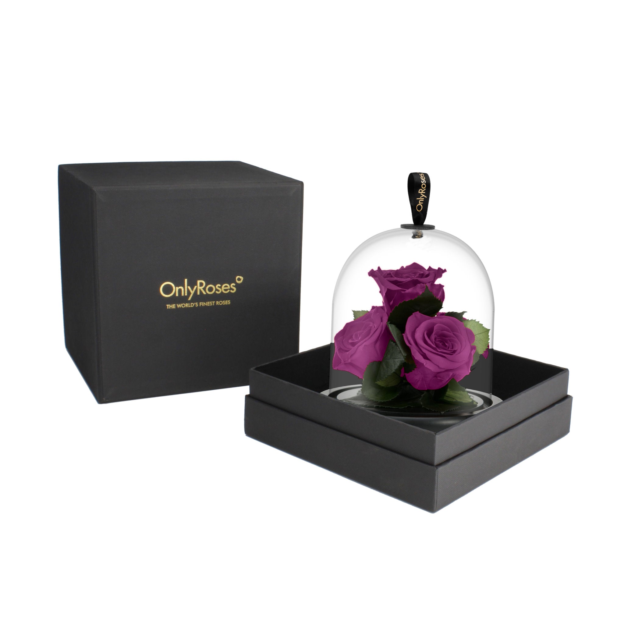Purple roses under a glass dome in a black box with 'OnlyRoses' branding.