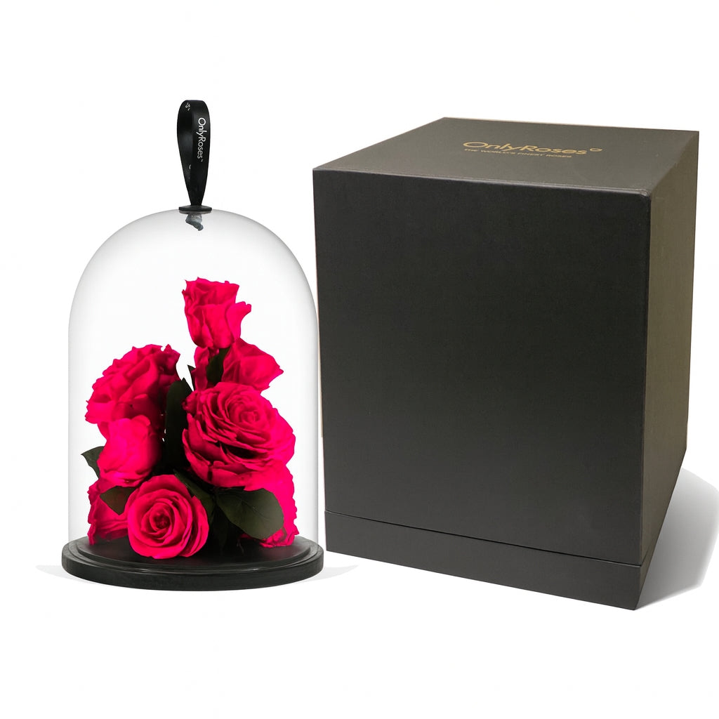 Pink roses under a glass dome with a black box on a white background