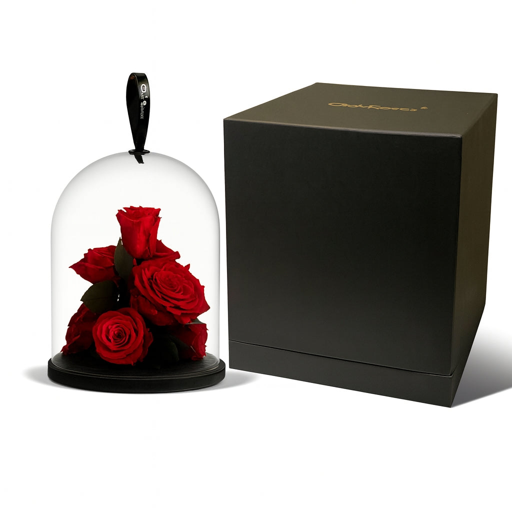 Red roses under a glass dome with a black box on a white background