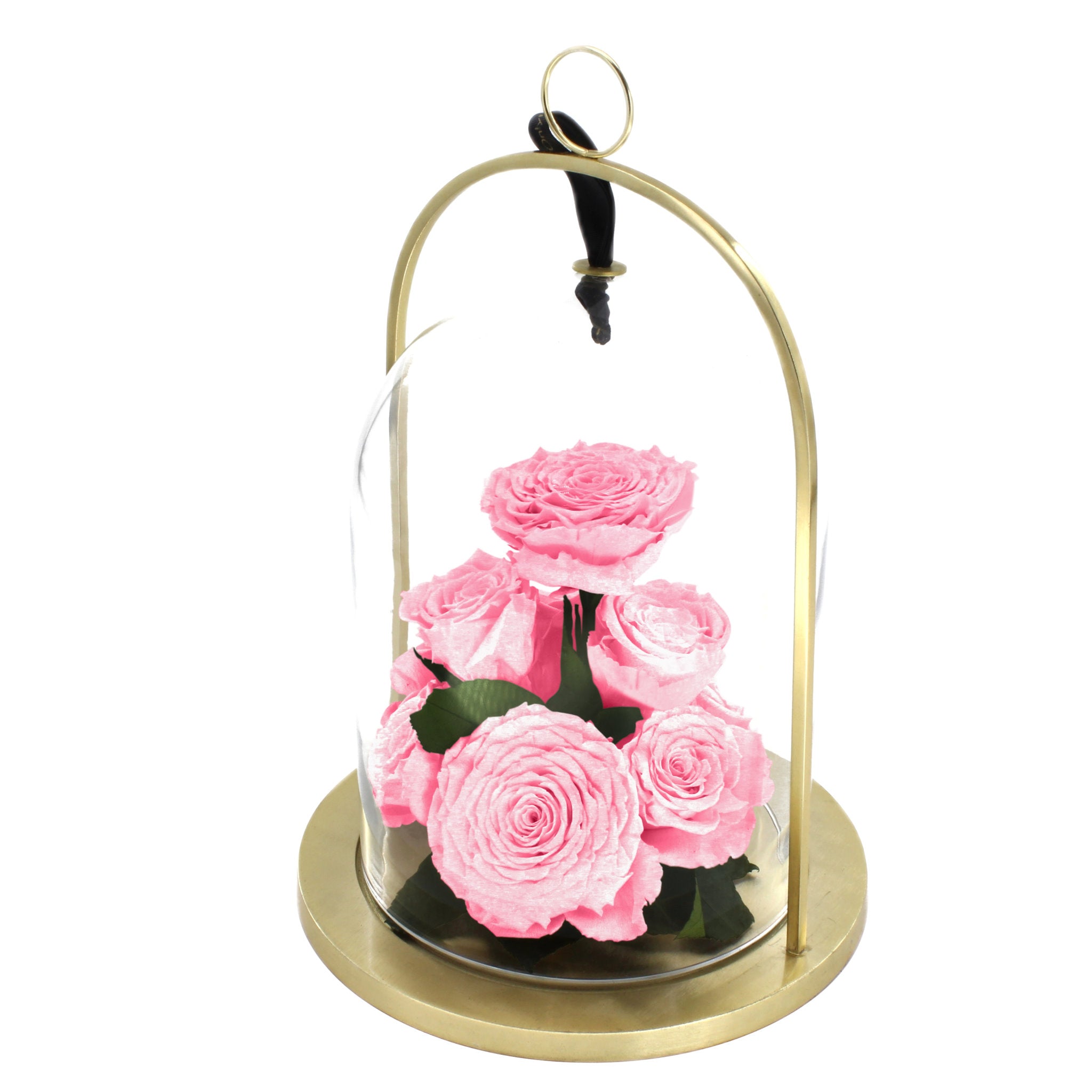 Pink roses in a glass dome with gold base on a white background