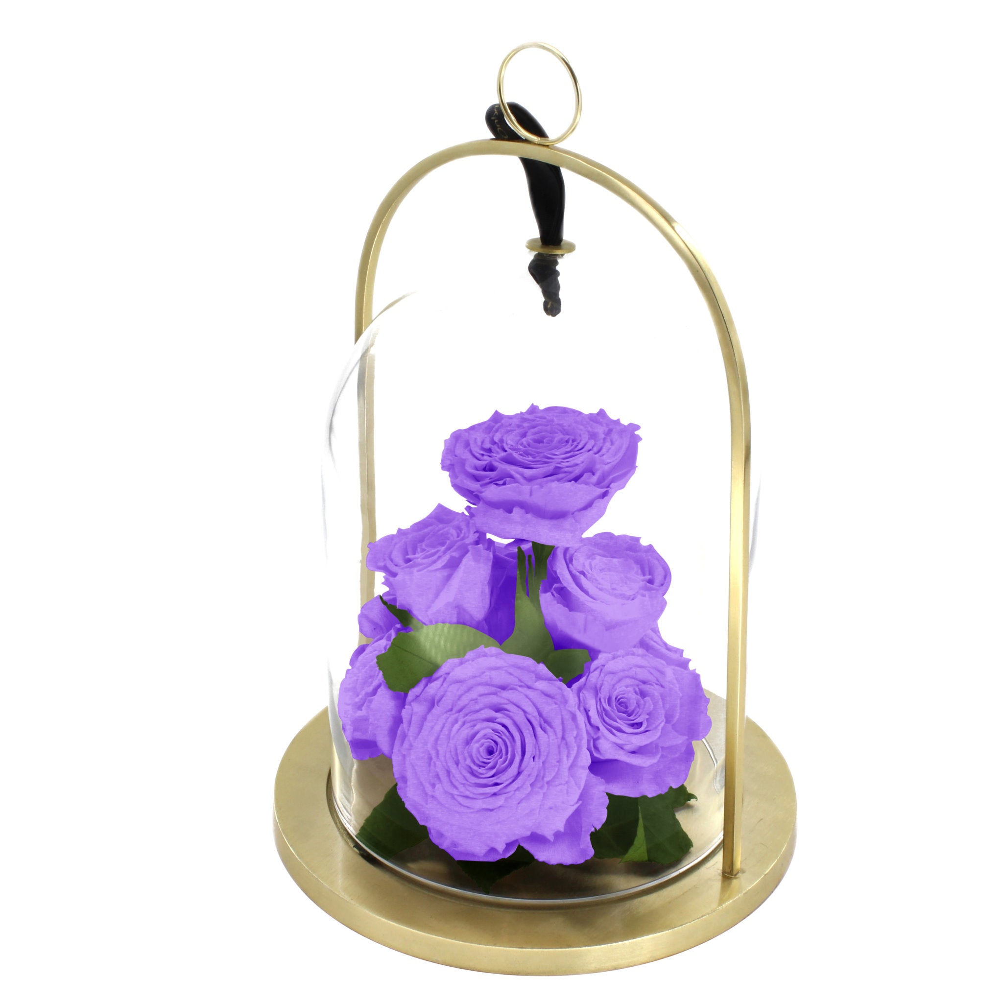 Purple roses in a glass dome with gold base on a white background