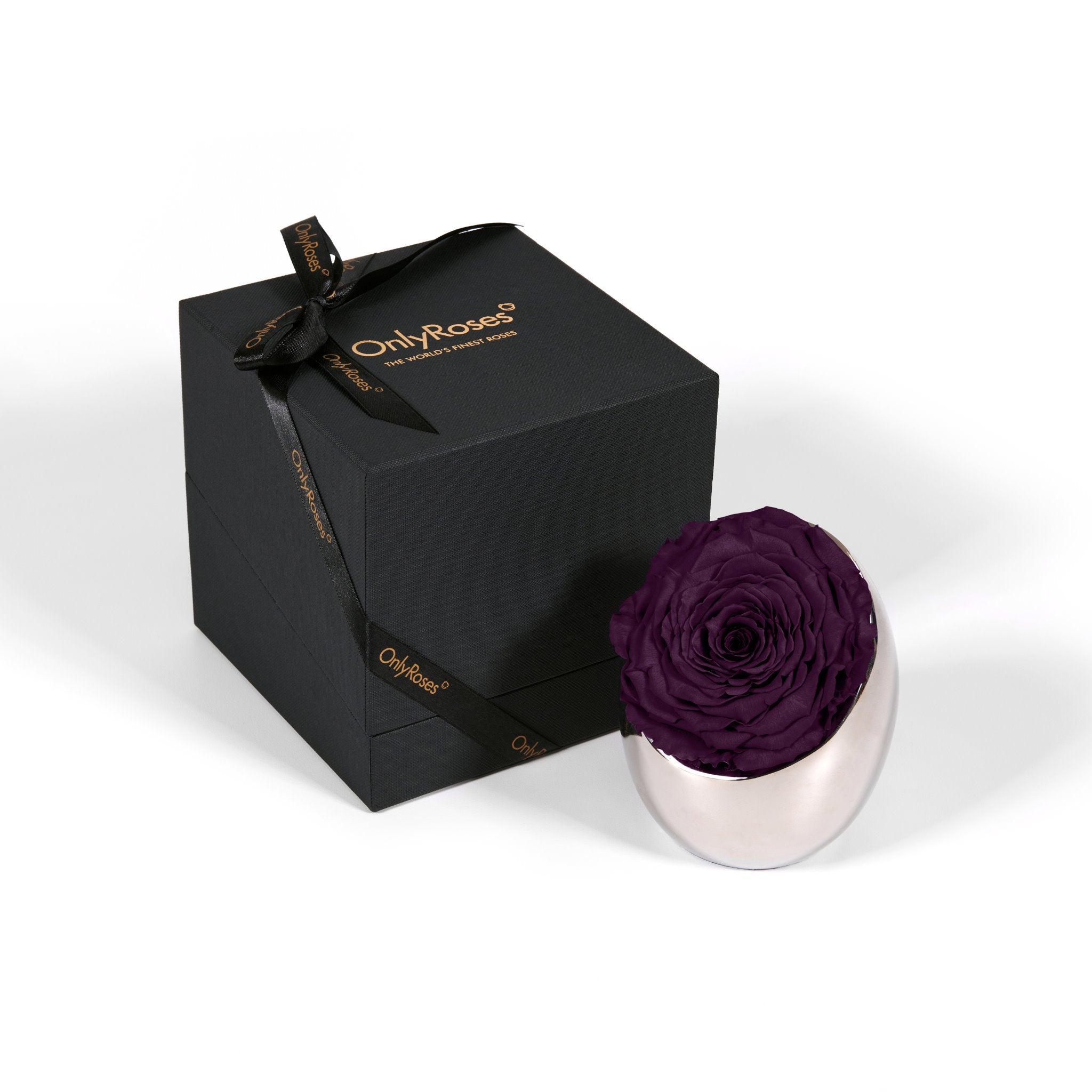Purple rose in a silver holder next to an 'Only Roses' black box on a white background