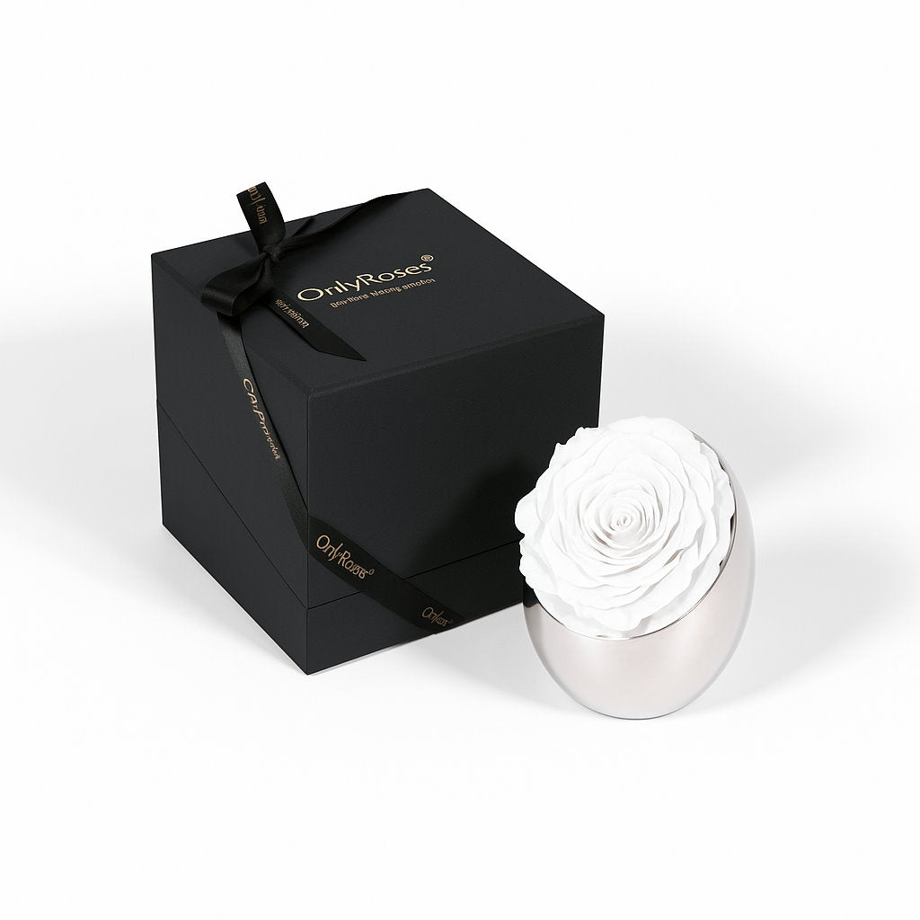 White rose in a silver holder next to a black box with 'Only Roses' branding on a white background