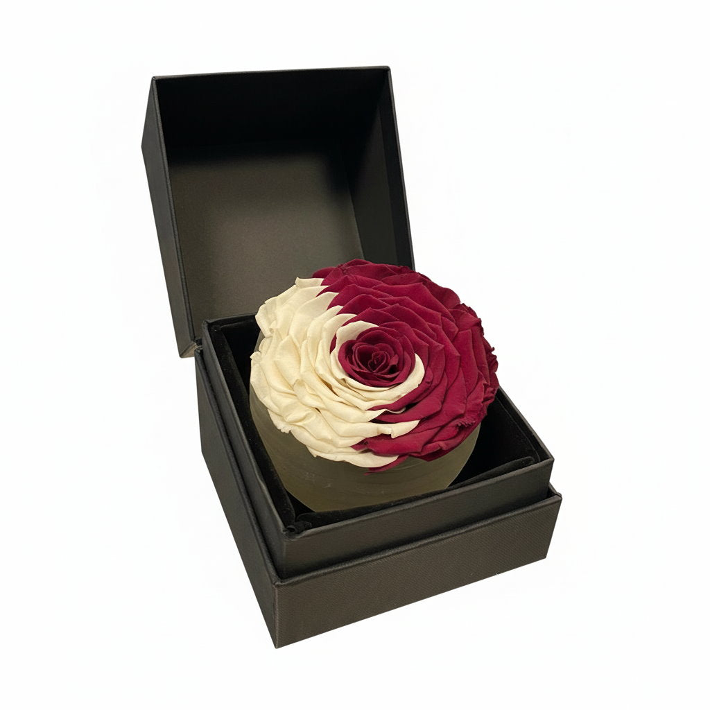 Two-toned rose in a black box on a white background