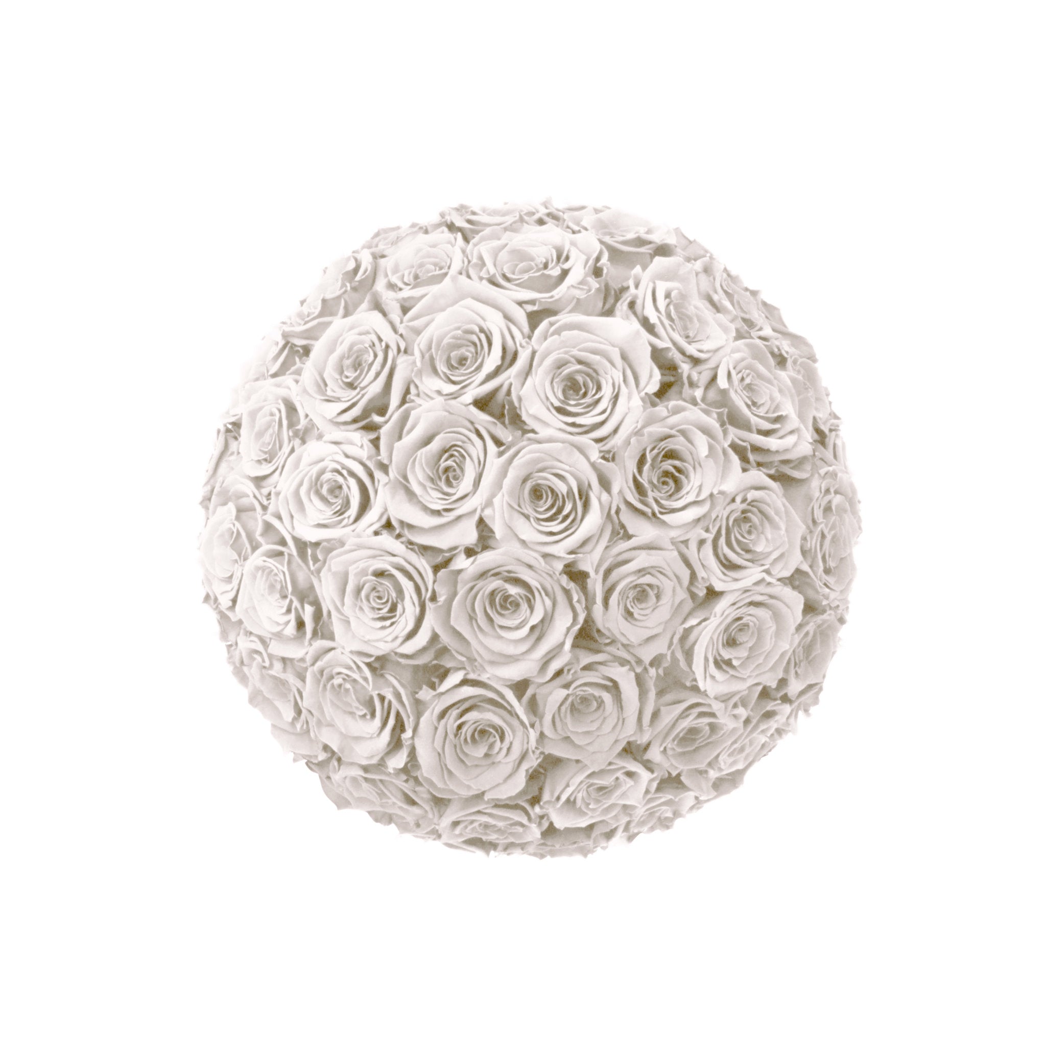 white rose ball on a white background