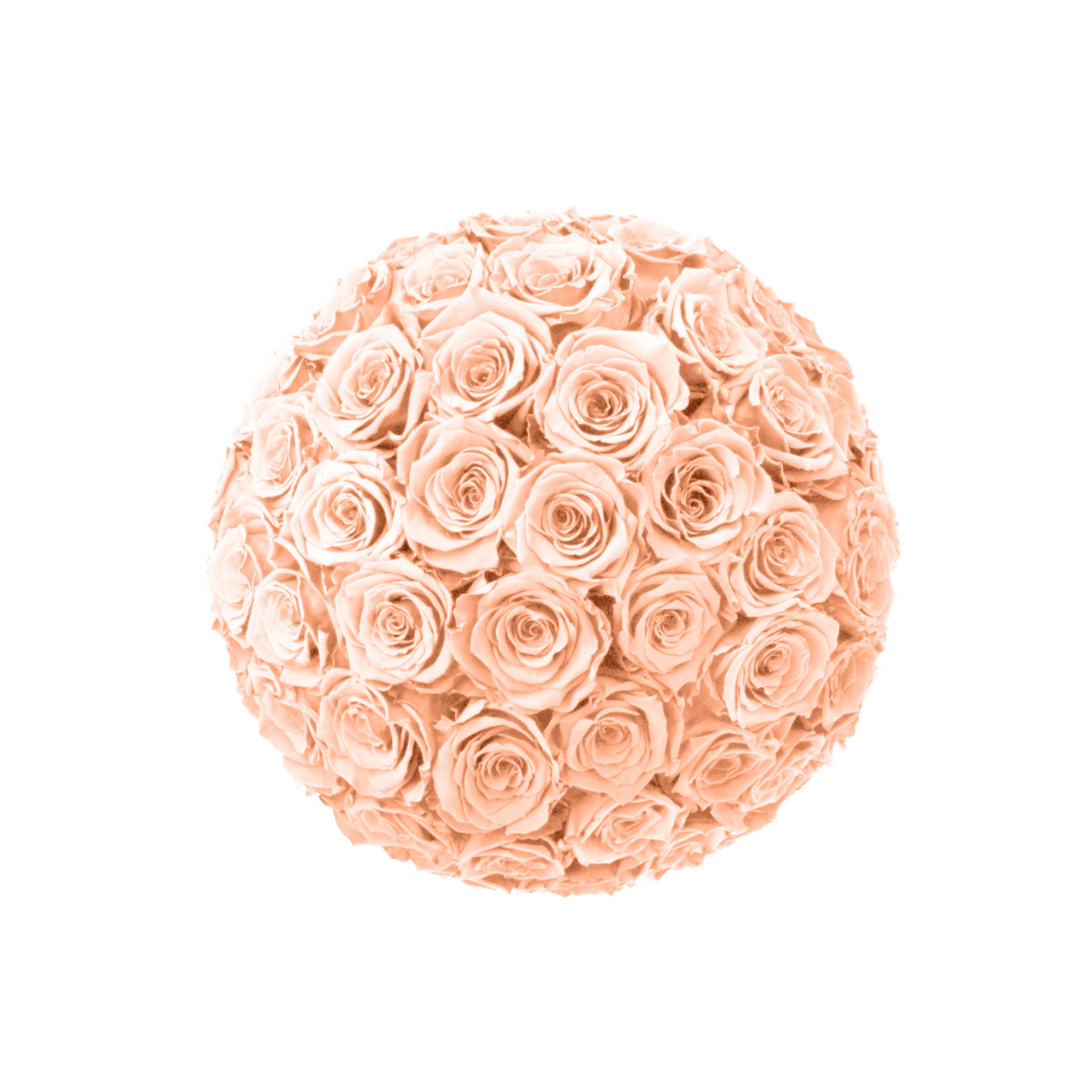Ball of peach-colored roses on a white background