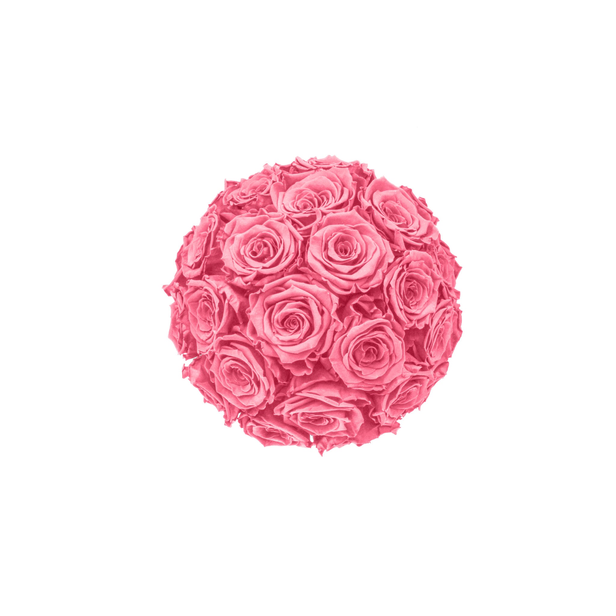 Pink rose ball on a white background