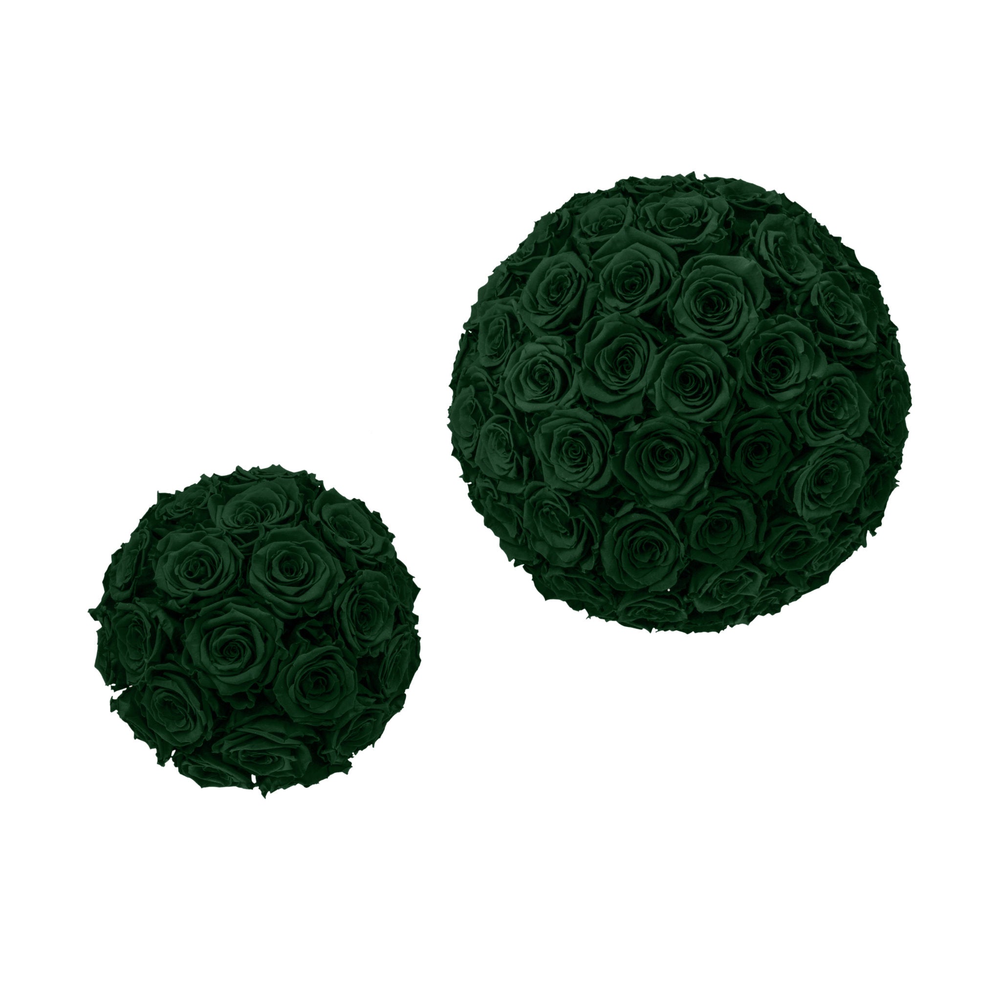 Two dark green spherical arrangements of roses on a white background
