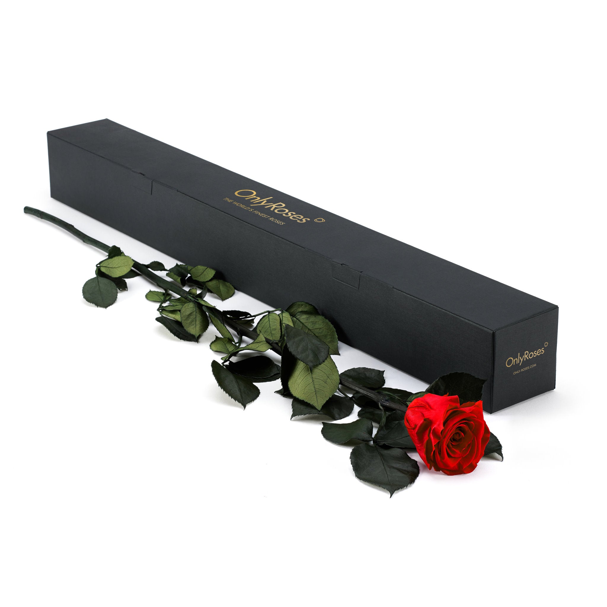 red rose with green leaves next to a black box labeled 'Only Roses' on a white background