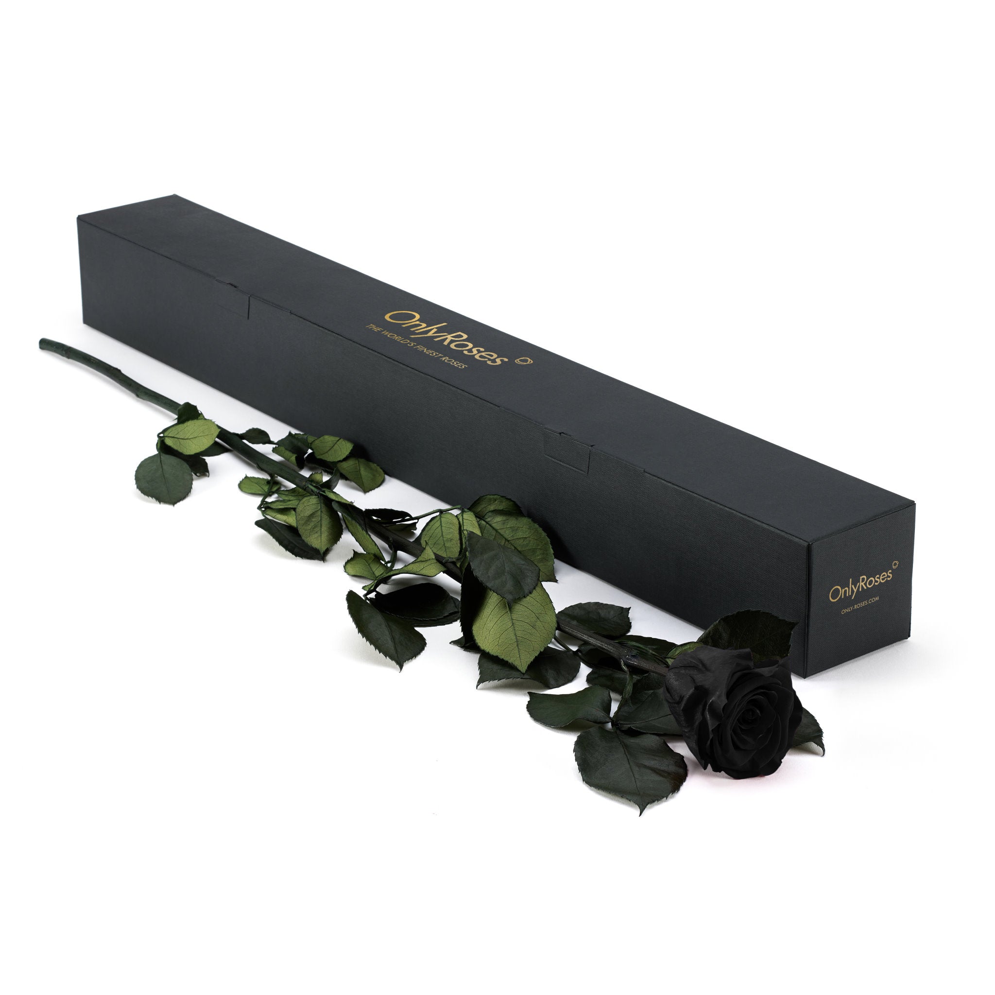 Black roses with a black box on a white background