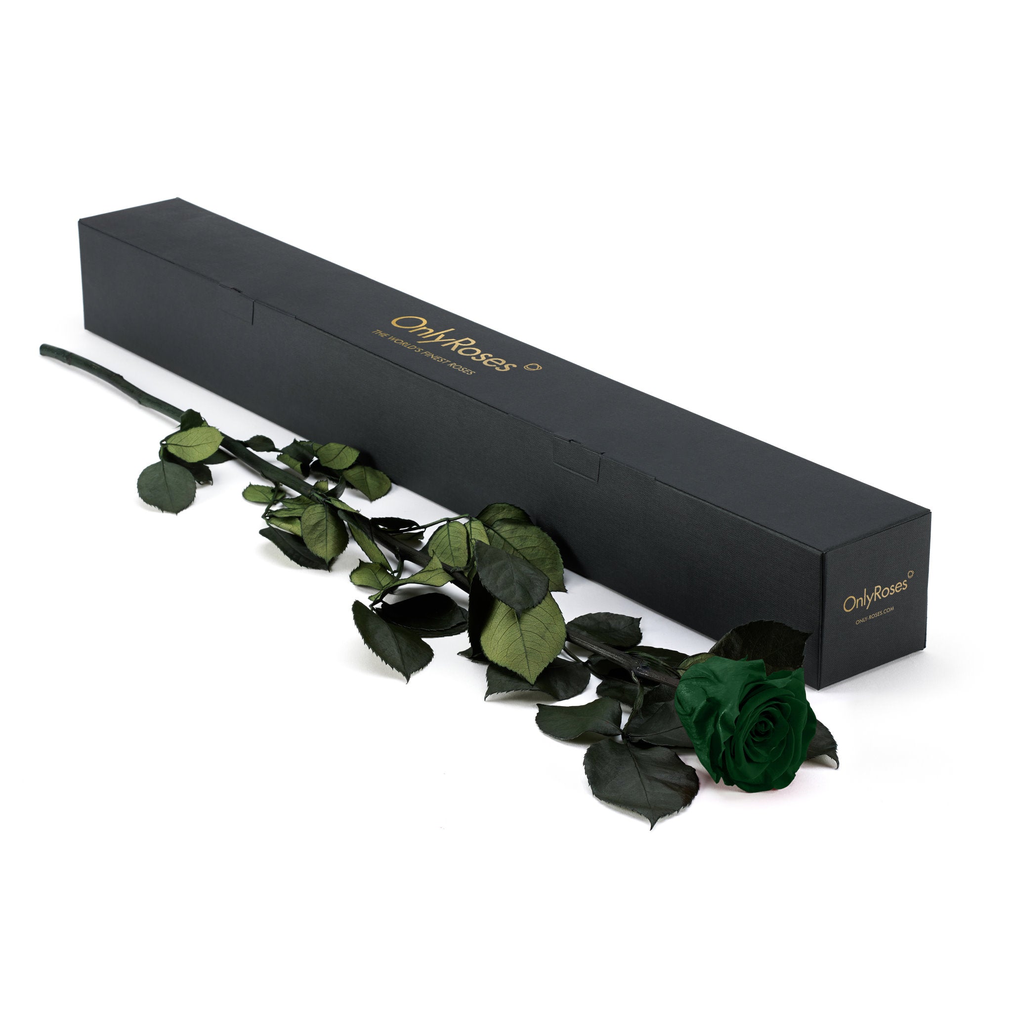 Green roses with a black box on a white background