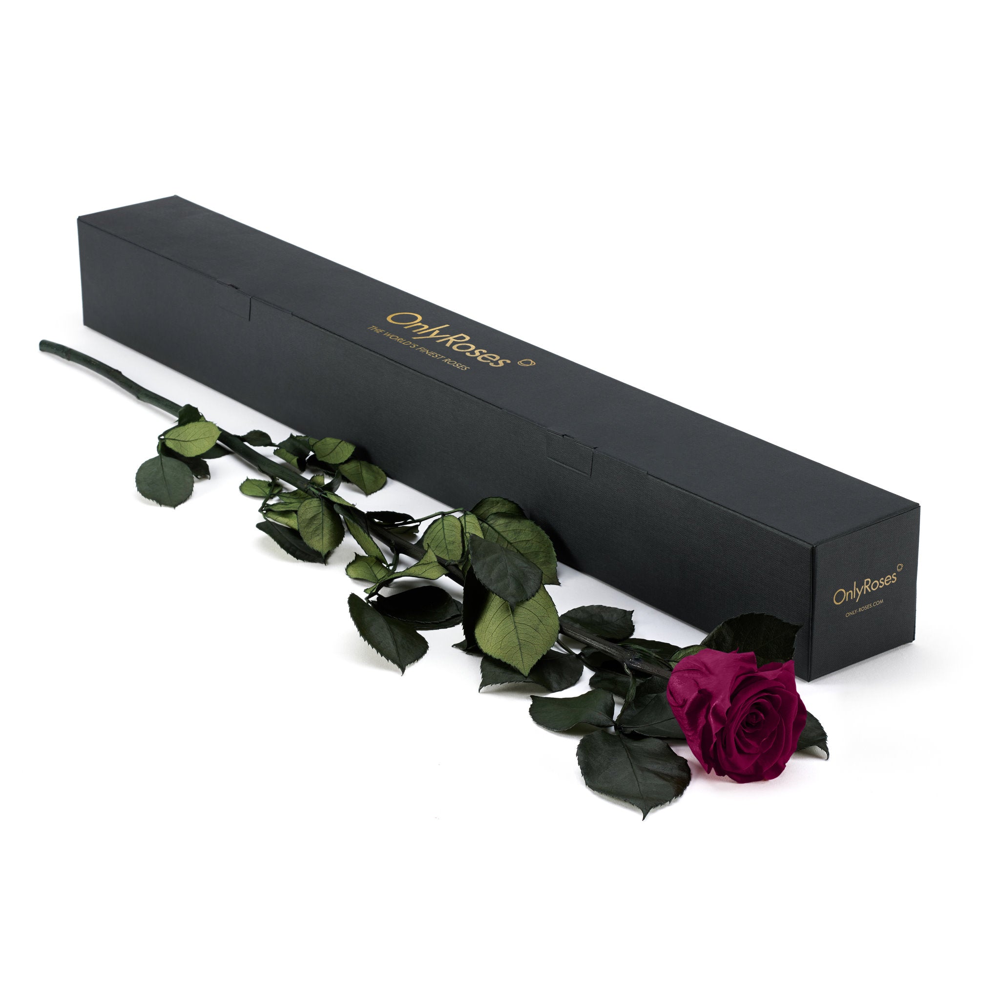 Black box with 'Only Roses' branding, containing a single preserved rose on a white background