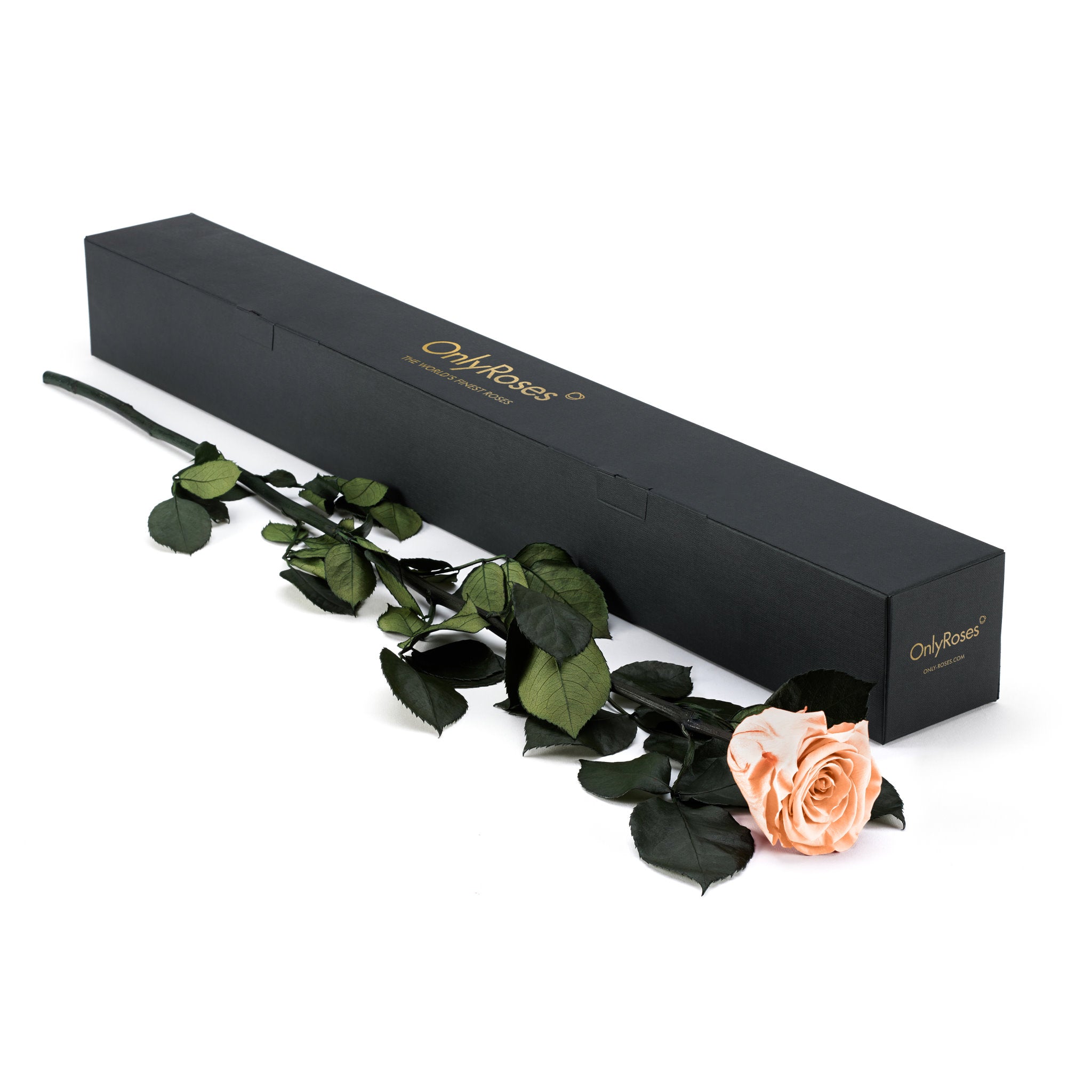 Black box with 'Only Roses' branding, containing a single peach rose on a white background