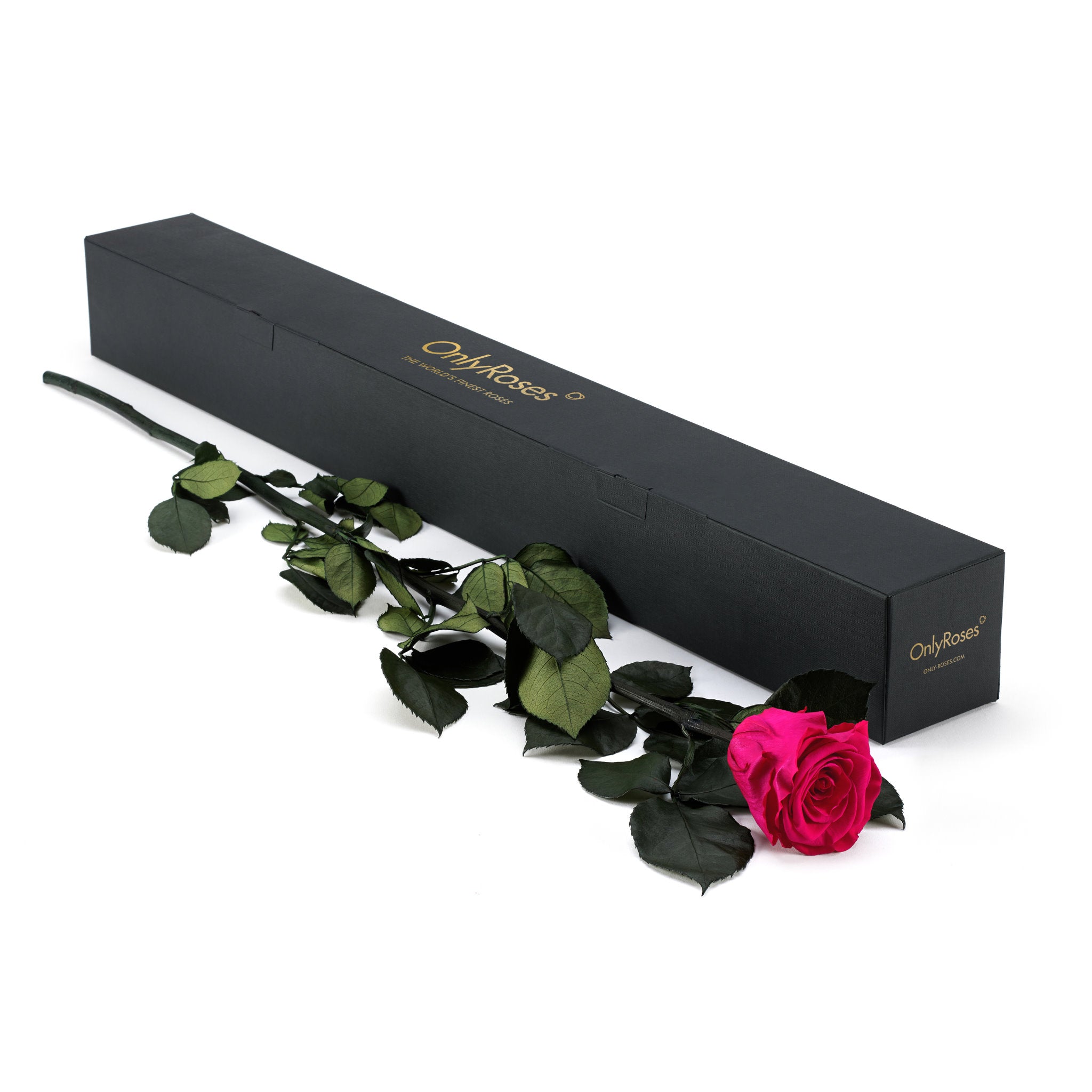 Pink rose with green leaves in front of a black box labeled 'Only Roses' on a white background