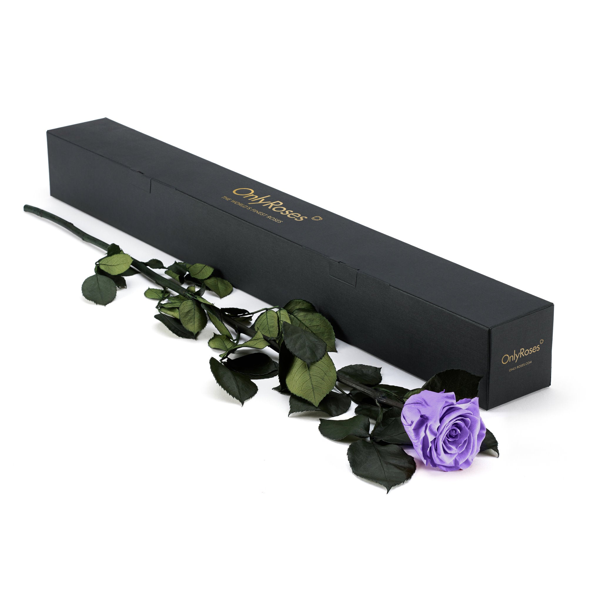 Purple rose with green leaves next to a black box labeled 'Only Roses' on a white background