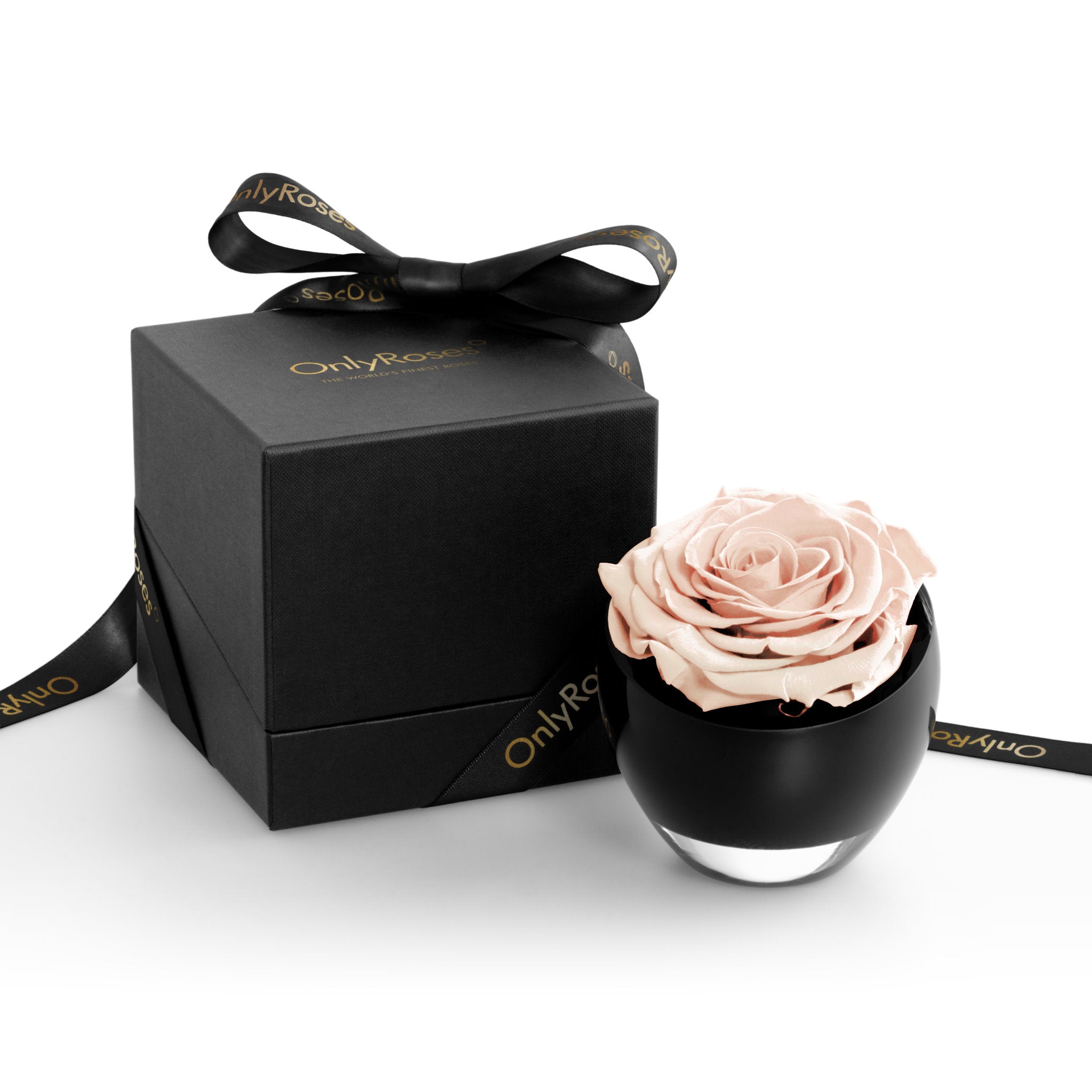 Pink rose in a black container next to a black box with 'Only Roses' branding on a white background
