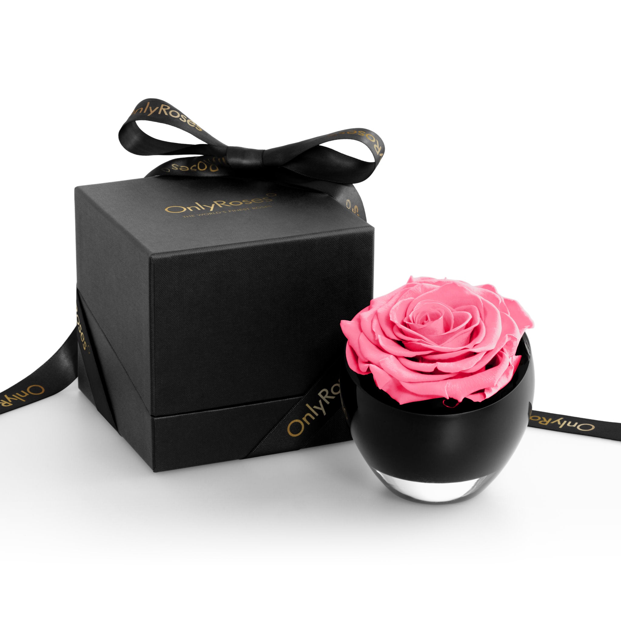 Pink rose in a black container with a matching black box on a white background