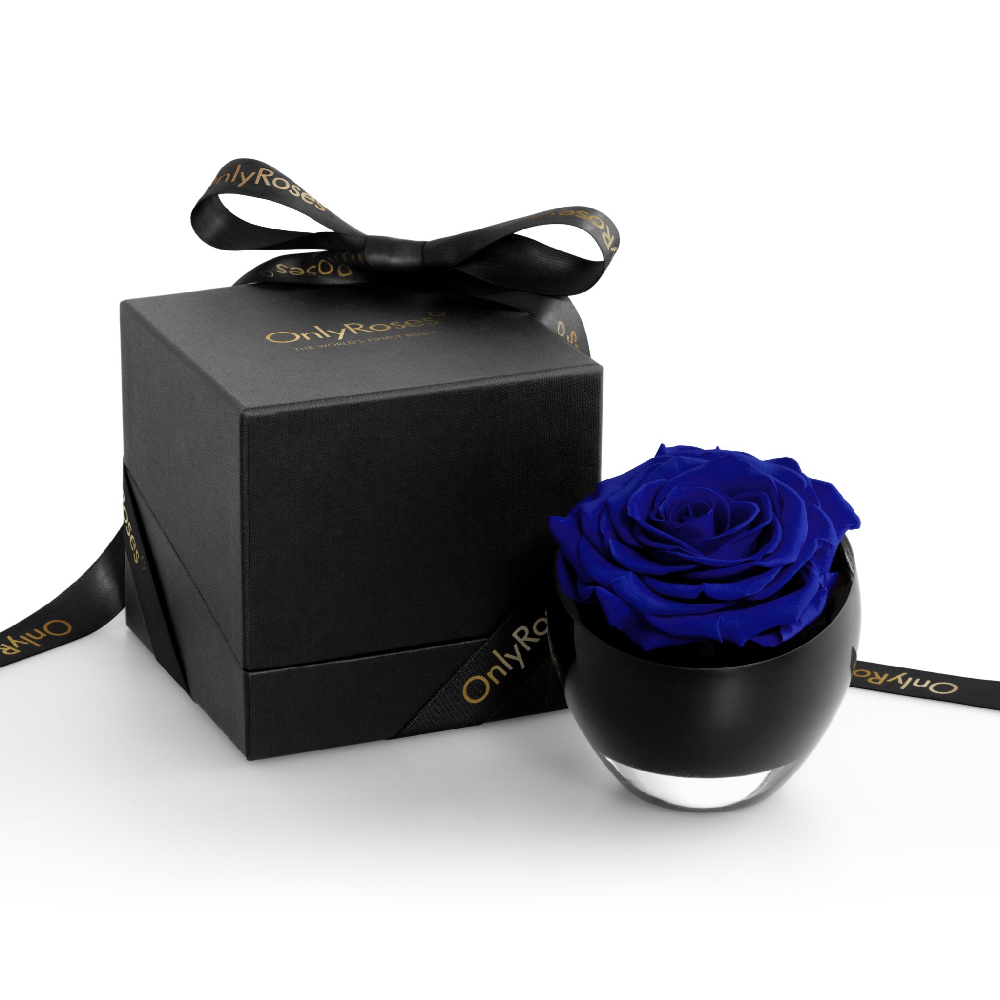 Blue rose in a black holder with a matching box on a white background