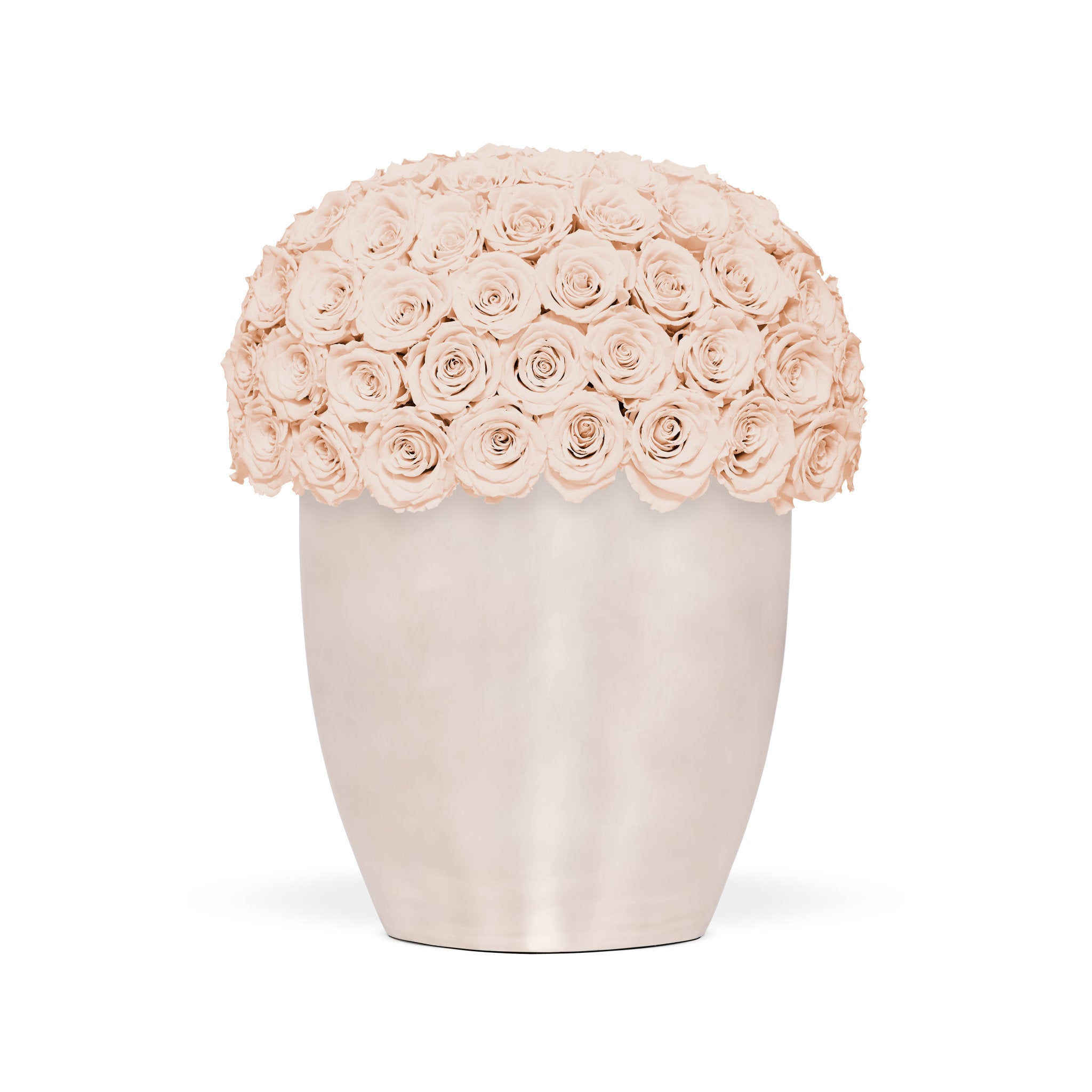 Vase filled with light pink roses on a white background