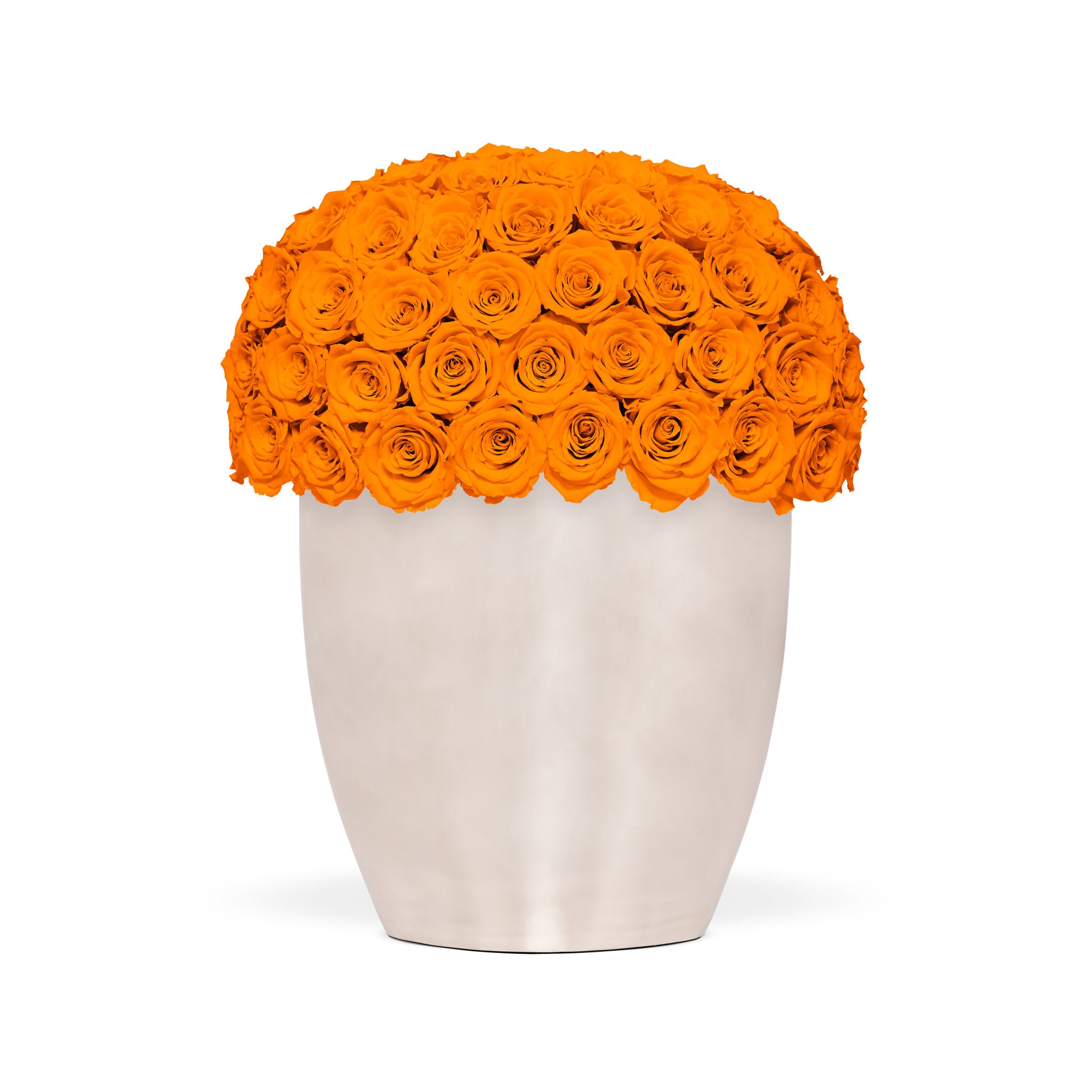 White vase filled with orange roses on a white background