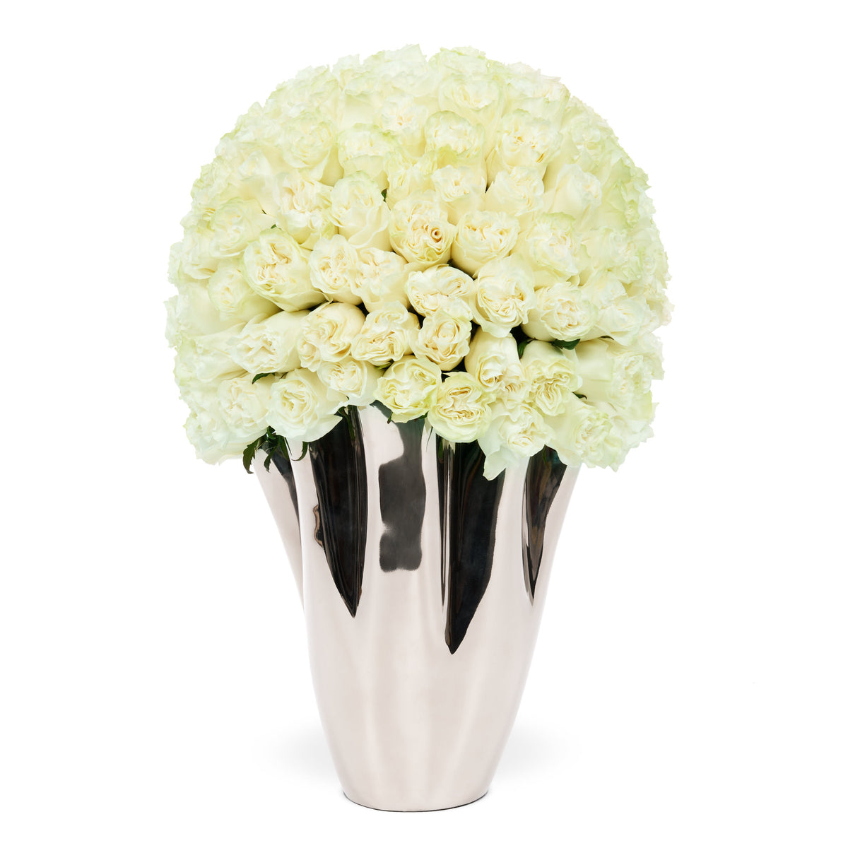 Classic Rose Lady Jane - White | OnlyRoses Qatar