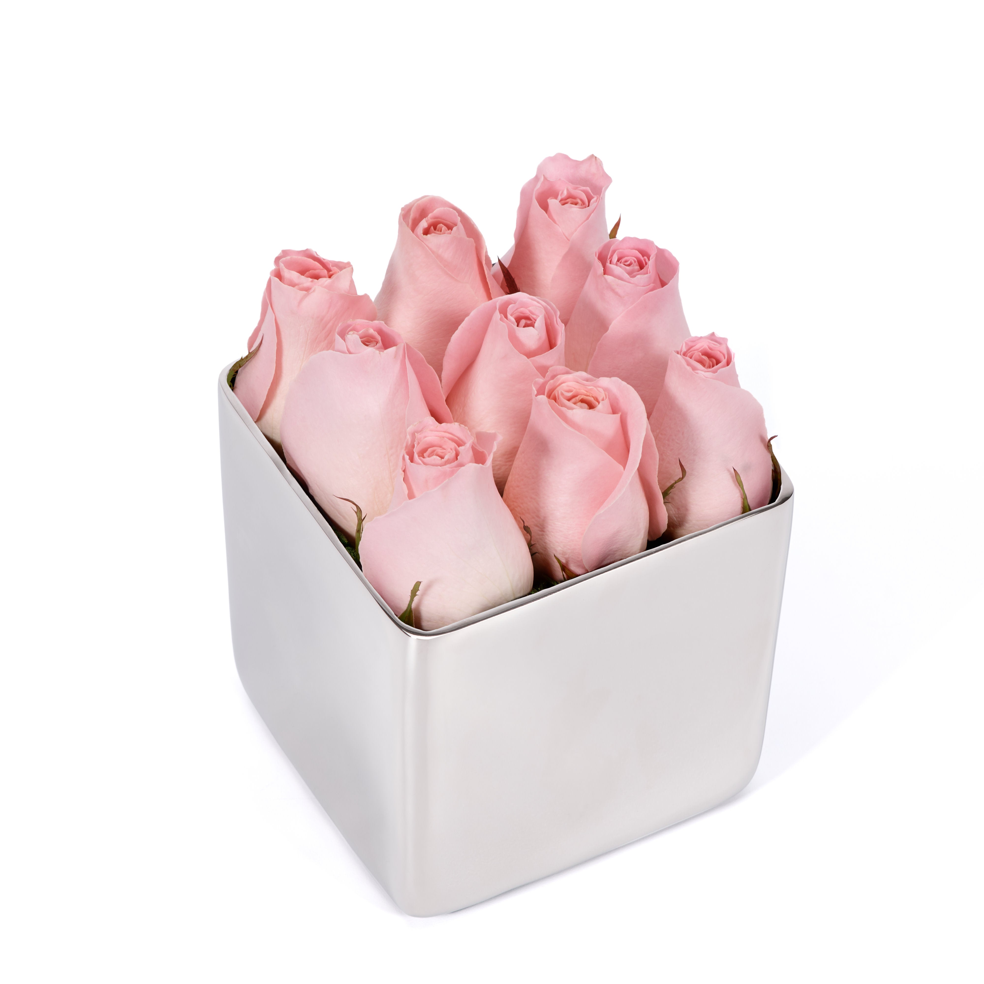 Pink roses in a silver cube container on a white background