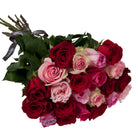Bouquet of red and pink roses with green leaves on a white background