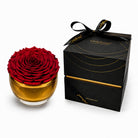 Red rose in a gold container with a black box on a white background