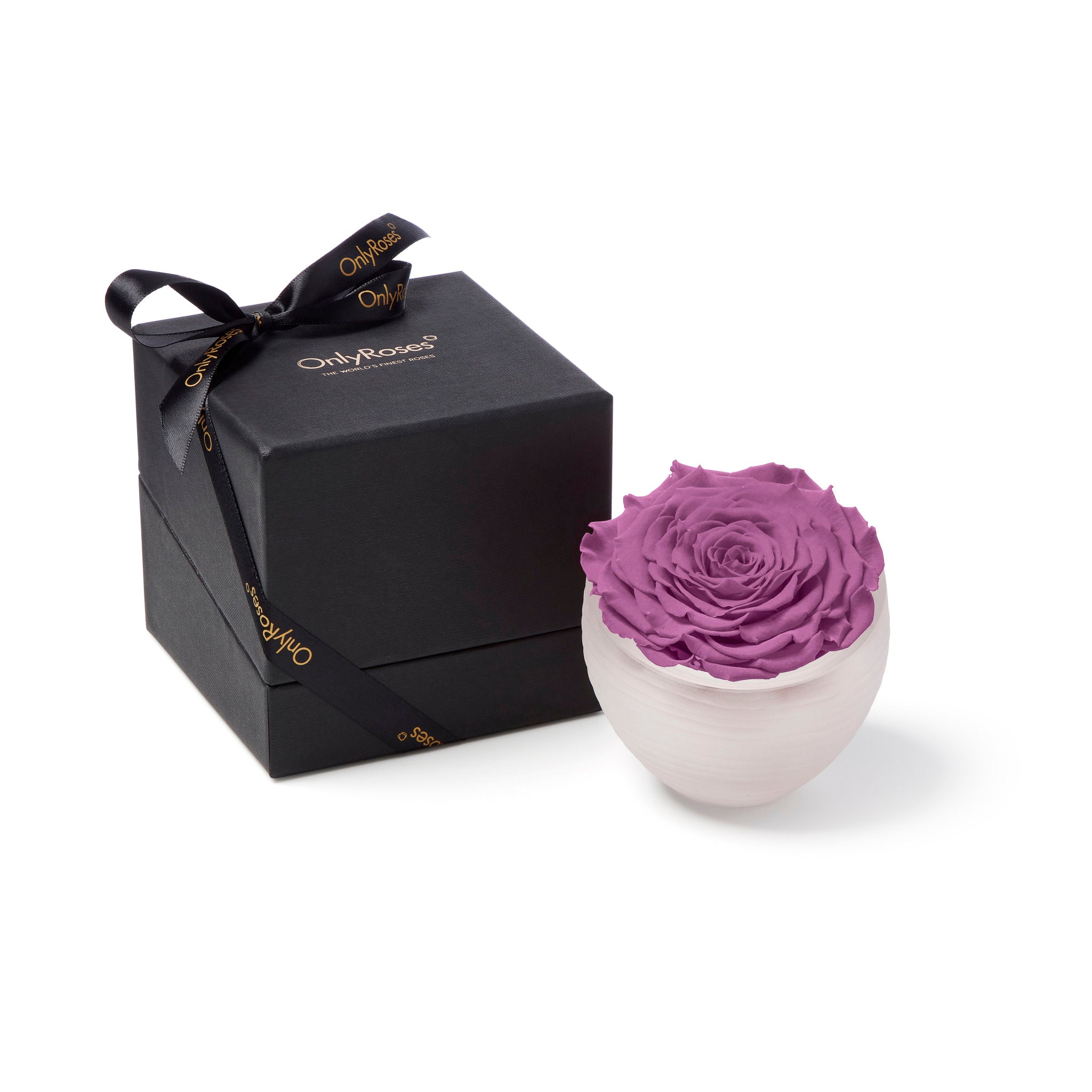 Purple rose in a white bowl with a black gift box featuring 'Only Moses' branding on a white background.