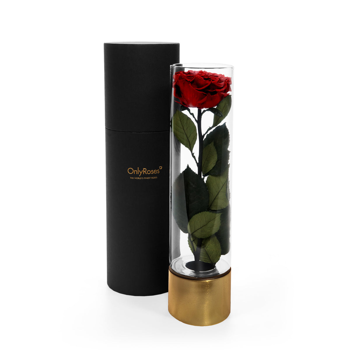 Infinite Rose Ebony - Red Tones | OnlyRoses Qatar