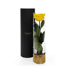 Yellow rose in a clear cylindrical vase with gold base and black container on a white background