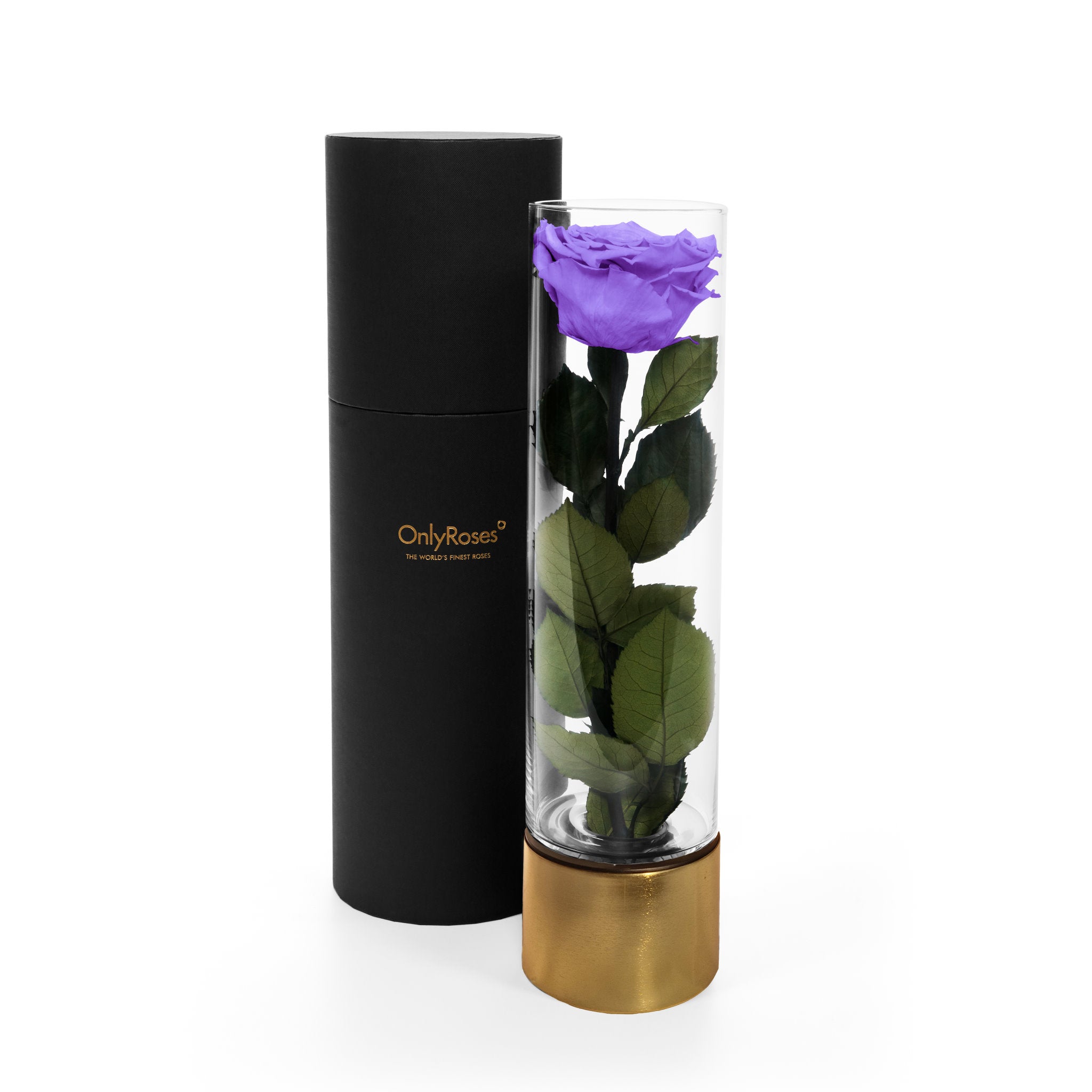 Purple rose in a clear vase with gold base and black cylindrical container on a white background