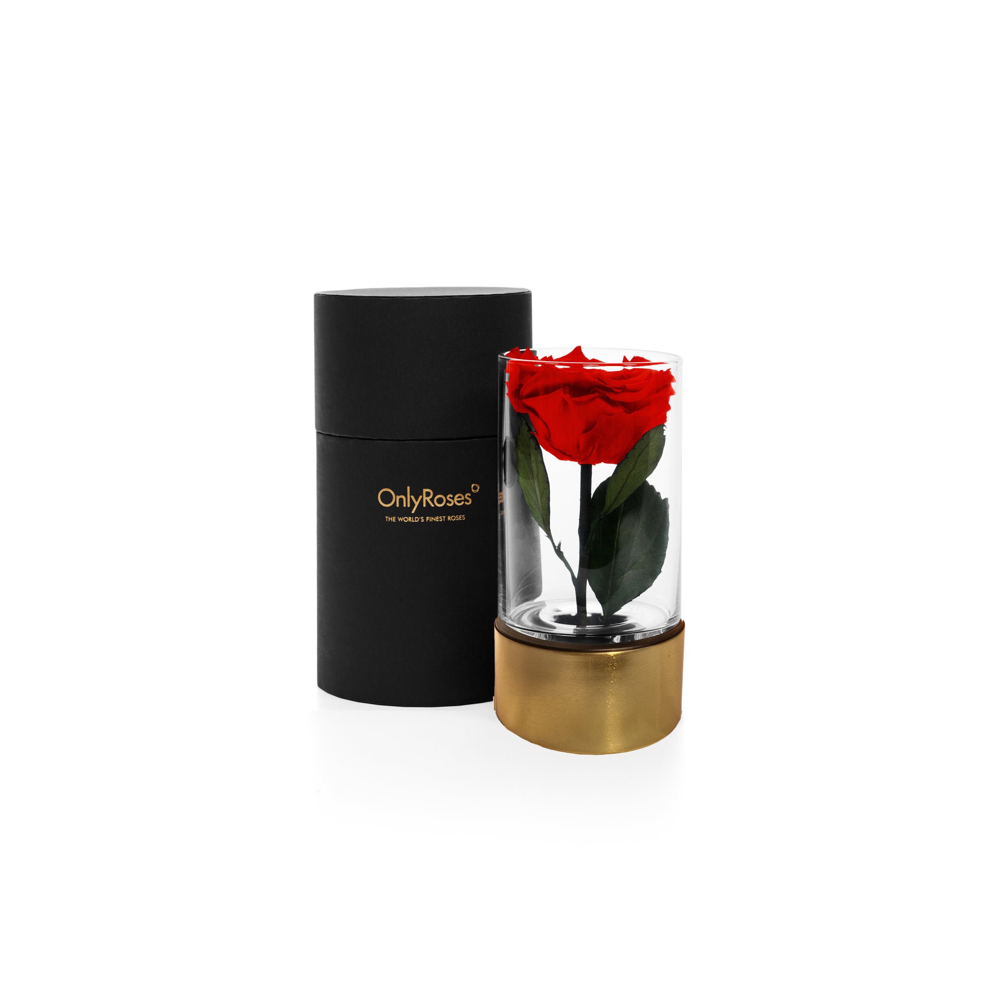 Red rose in a glass vase with a black and gold container on a white background