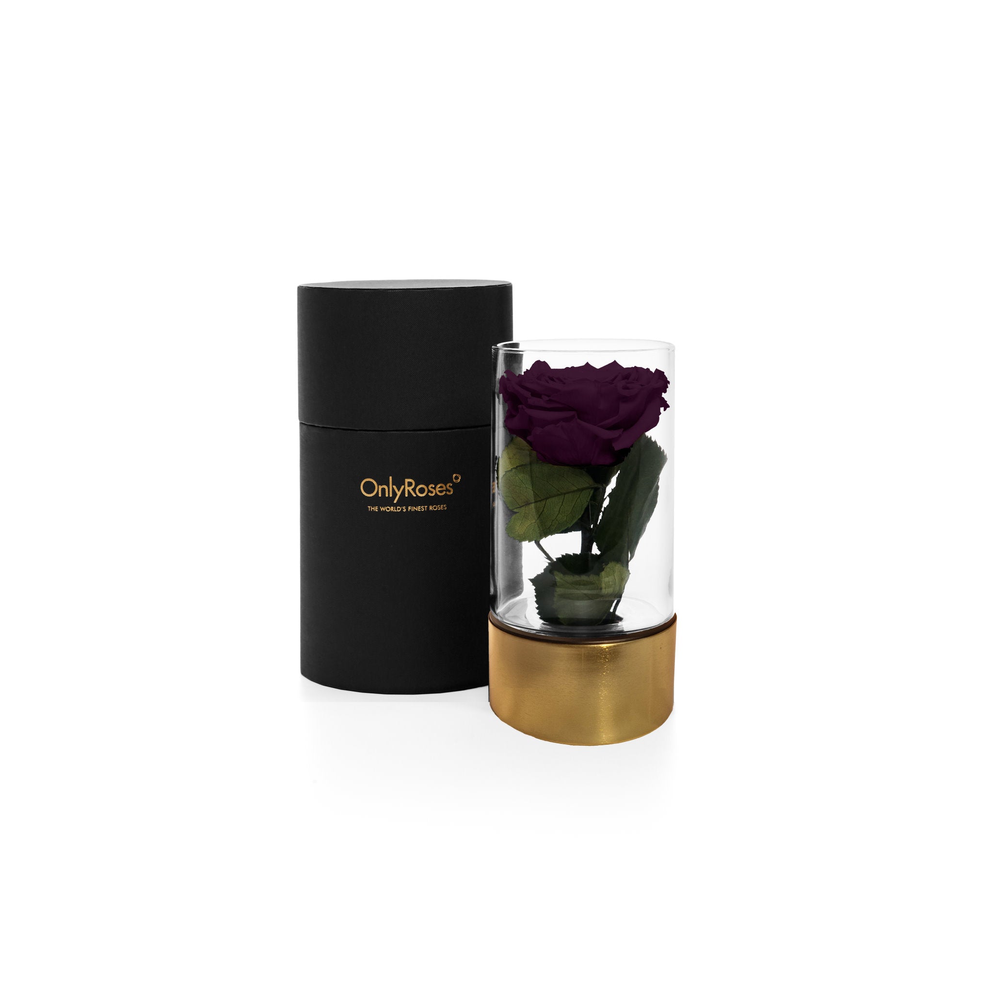 Purple rose in a glass vase with a black and gold container on a white background