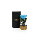 Blue rose in a glass vase with a black and gold container on a white background