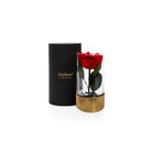Red rose in a clear vase with gold base and black container on a white background, branded 'Only Roses'.