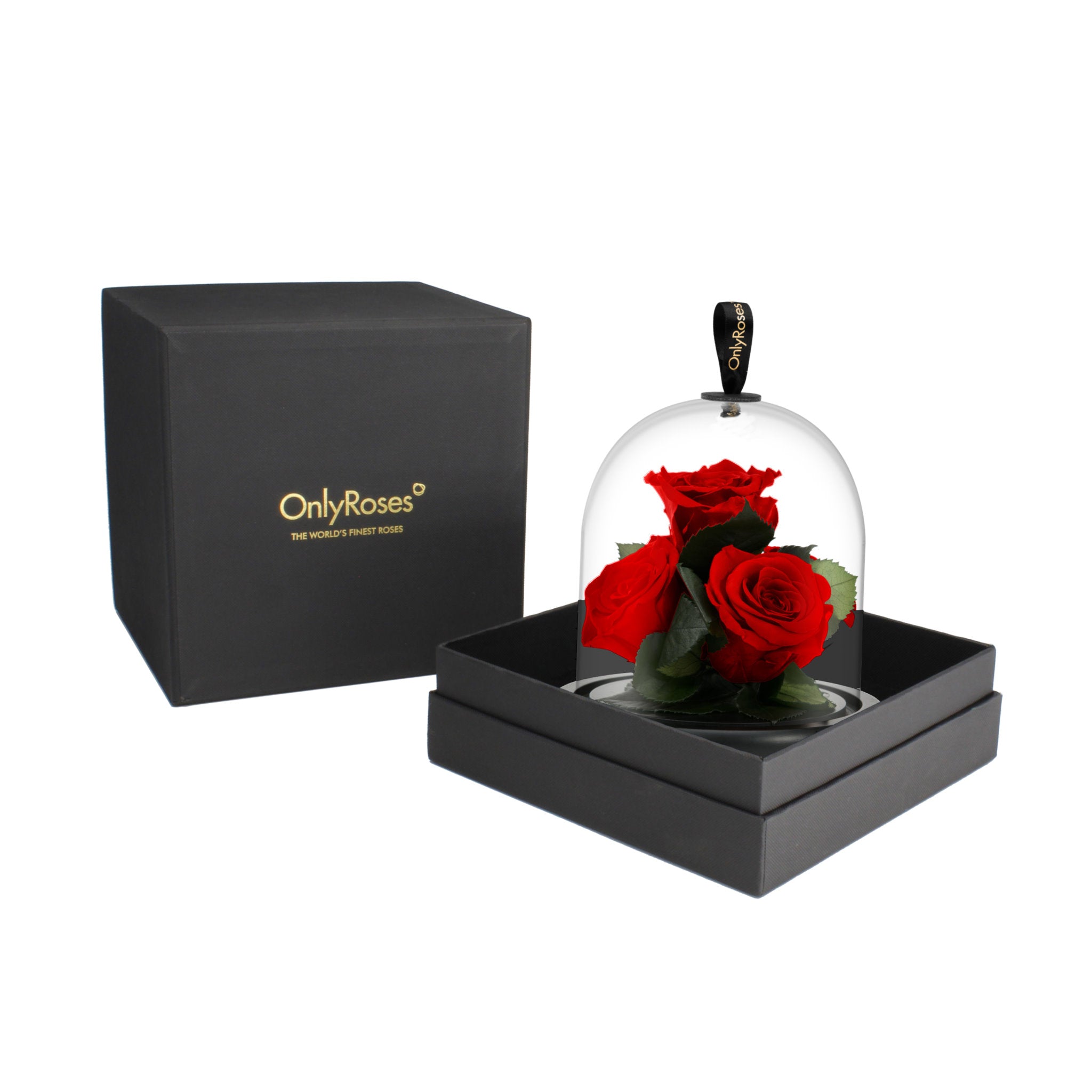 Red roses under a glass dome in a black box with 'OnlyRoses' branding.