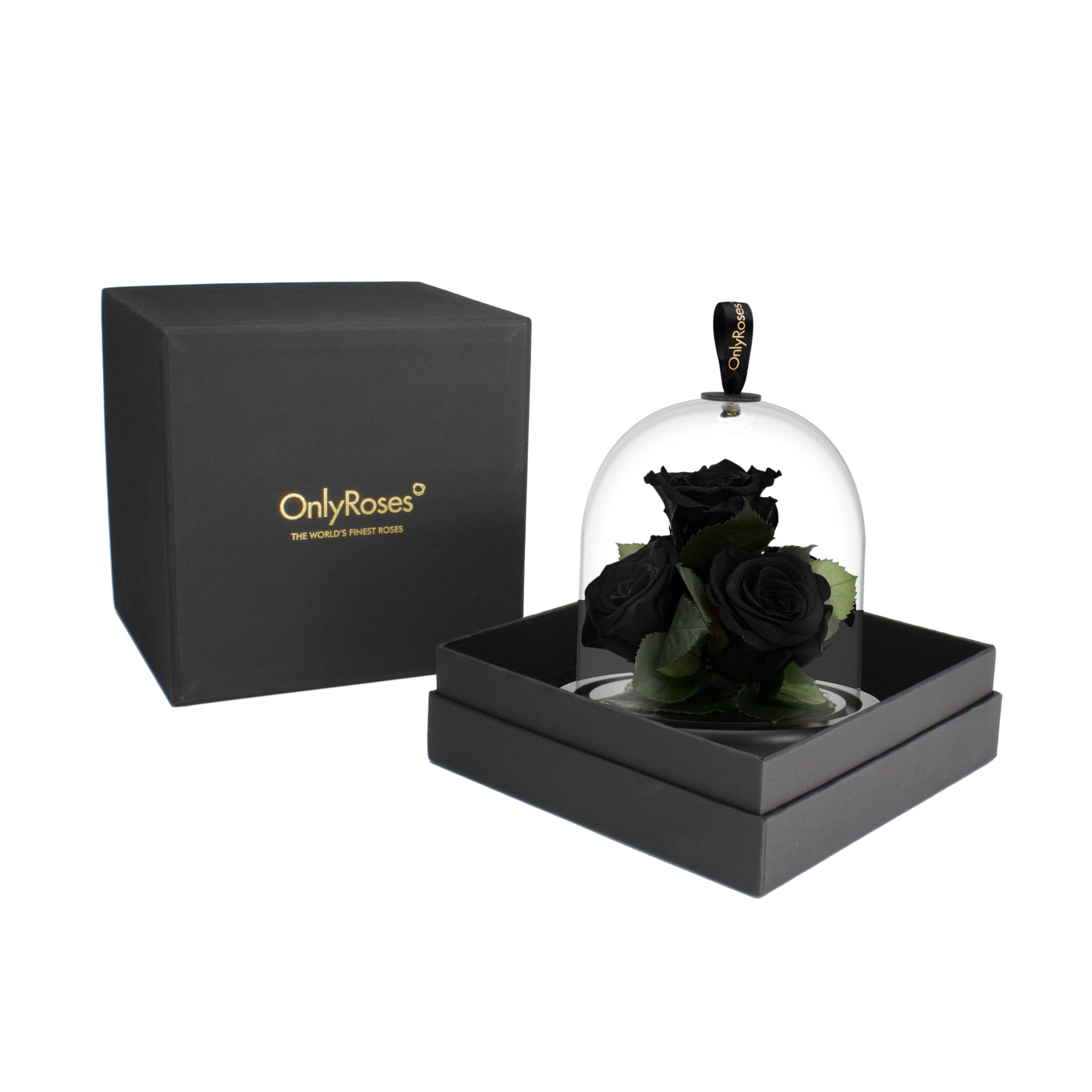 Black rose under a glass dome in a black box with 'OnlyRoses' branding.