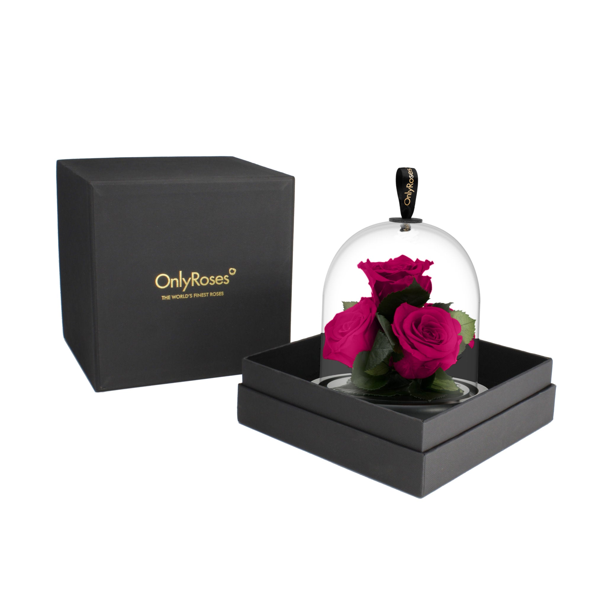 Two pink roses under a glass dome in a black box with 'Only Roses' branding.