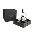 Glass dome with white roses inside, black box with 'OnlyRoses' branding on a white background