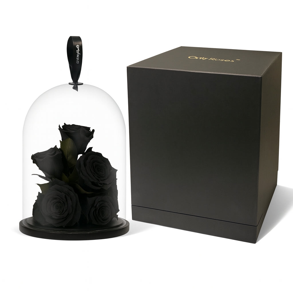 Black roses under a glass dome with a black box on a white background