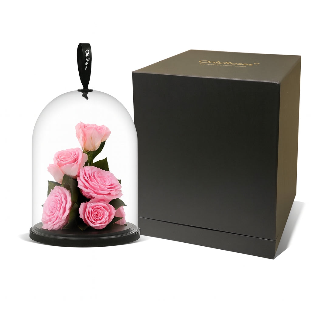 Pink roses under a glass dome with a black box on a white background
