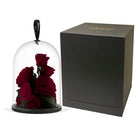 Red roses under a glass dome with a black box on a white background