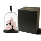 Pink roses under a glass dome with a black box on a white background